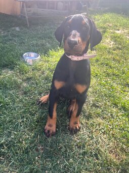 Doberman šteniatka - 7