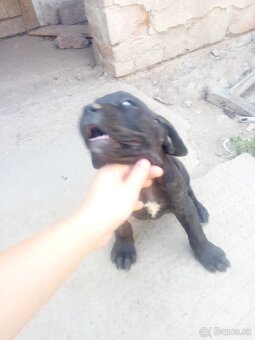 Cane corso - 7