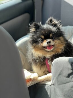 Pomeranian mini merle - 7