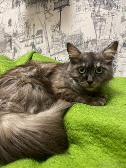 Maine coon, mainská mývalia mačka - 7