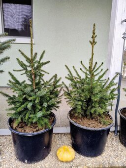 Smreky v nádobe - 7