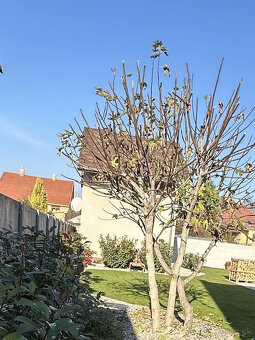 📞 0903 509 294 - Domček na prenájom - 7