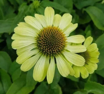 Echinacea-rôzne farby - 7