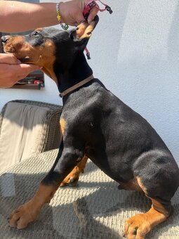 Doberman šteniatka - 7