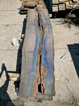 Dub bahenny, mooreiche, dub subfosilny - 7