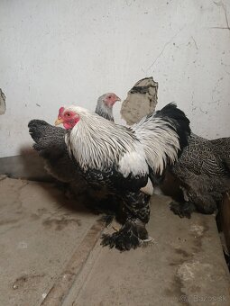 Zdrobnelá brahmanka - 7