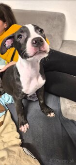 Americký Staford - 7