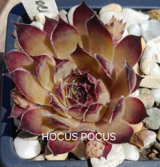 Skalné ruže - sempervivum - 7