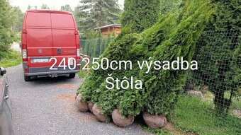 Tuja Smaragd, vavrínovec, červienka, gaštan - Dolný Kubín - 7