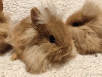 Teddy Hegyeshalom - 7