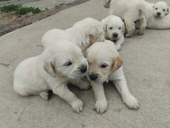 Zlatý retriever - 7