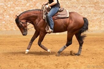 Quarter horse 2r. valach - 7
