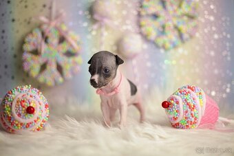 Americký bezsrstý teriér s PP FCI - 7