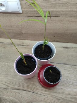 izbové rastliny - 7