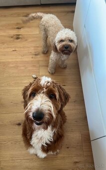 Goldendoodle na krytie - 7