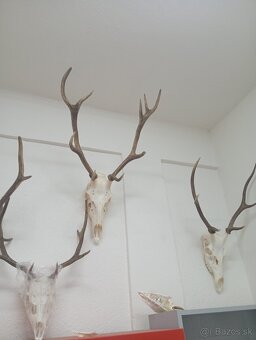 Parozie trofeje zhody - 7