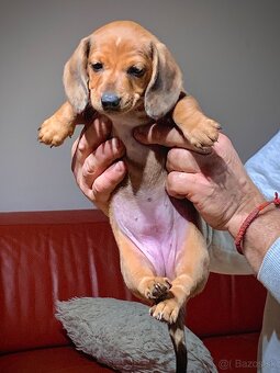 Jezevčík trpasličí merle - 7