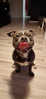 Americký stafordšírsky terier - krytie - 7