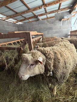 Baran Ille de France - 7