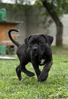 Cane Corso s PP - 7