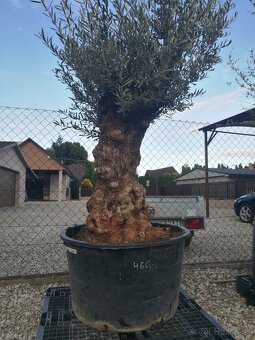 Olivovnik bonsai - 7