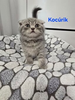 Škótske mačiatka - 7