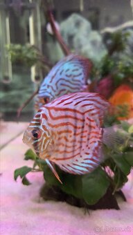 Predám skupinu krásnych terčovcov (Discus) - 7 kusov, 12 cm - 7