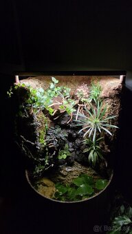 Paludarium - 7
