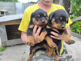 Predám šteniatka Rottweiler - 7