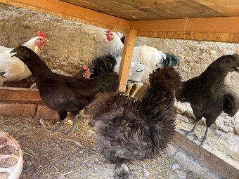 prepelice,ayam cemani, hodvabnicky,nosnice,zajace , 3x kurín - 7