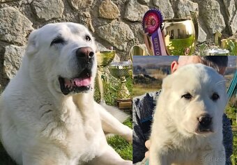 Stredoazijsky ovciak FCI pp - 7