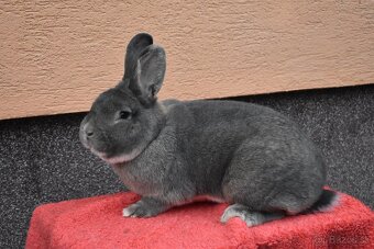 Predam Viedensky divoko modrý - 7