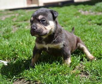 Crossbreed bully 75% - 7