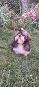 Shih tzu s PP / shi-tzu / shitzu - 7
