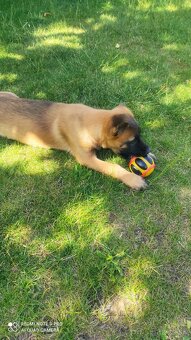 Belgický ovčiak malinois - 7