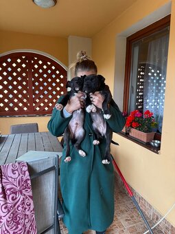 Americký staford 3steniatka odber ihneď 10 tyzdnove - 7