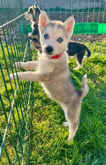 Steniatka sibirsky husky - 7