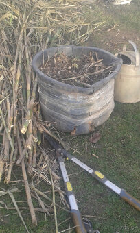 trstina obrovská-Aruna-ARUNDO DONAX-Trsteník - 7