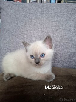 Ragdoll mačiatká na predaj - 7