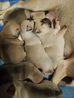mops - 7