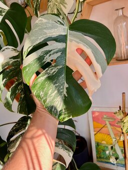 Monstera Deliciosa Albo Varegiata - 7