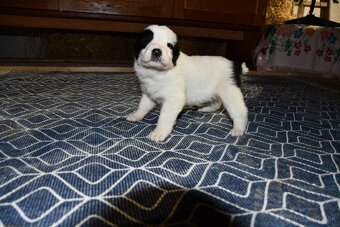 Stredoazijsky ovčiak - 7