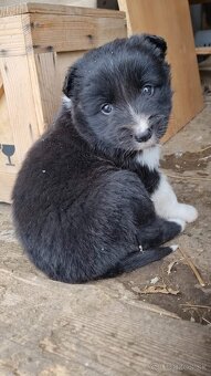 Steniatka border kolia - 7