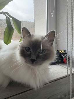 Ragdoll s britským bicolor mačiatka - 7