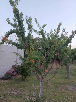 Rodinný dom na pozemku 9,5á v tichej časti obce Padáň - 7