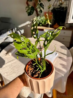 Raritné rastliny - 7