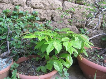 bonsai,bonsaj-hrab 8 - 7