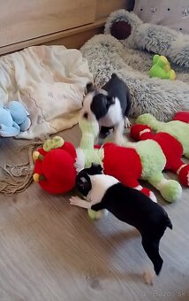 Boston Terrier,Bostonský Terier,Boston - 7