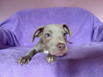 Americký pitbulterier s PP silverfawn rarita - 7