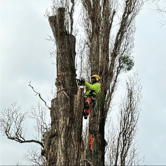 Výrub a opilovanie stromov LACNO A BEZPEČNE - 7